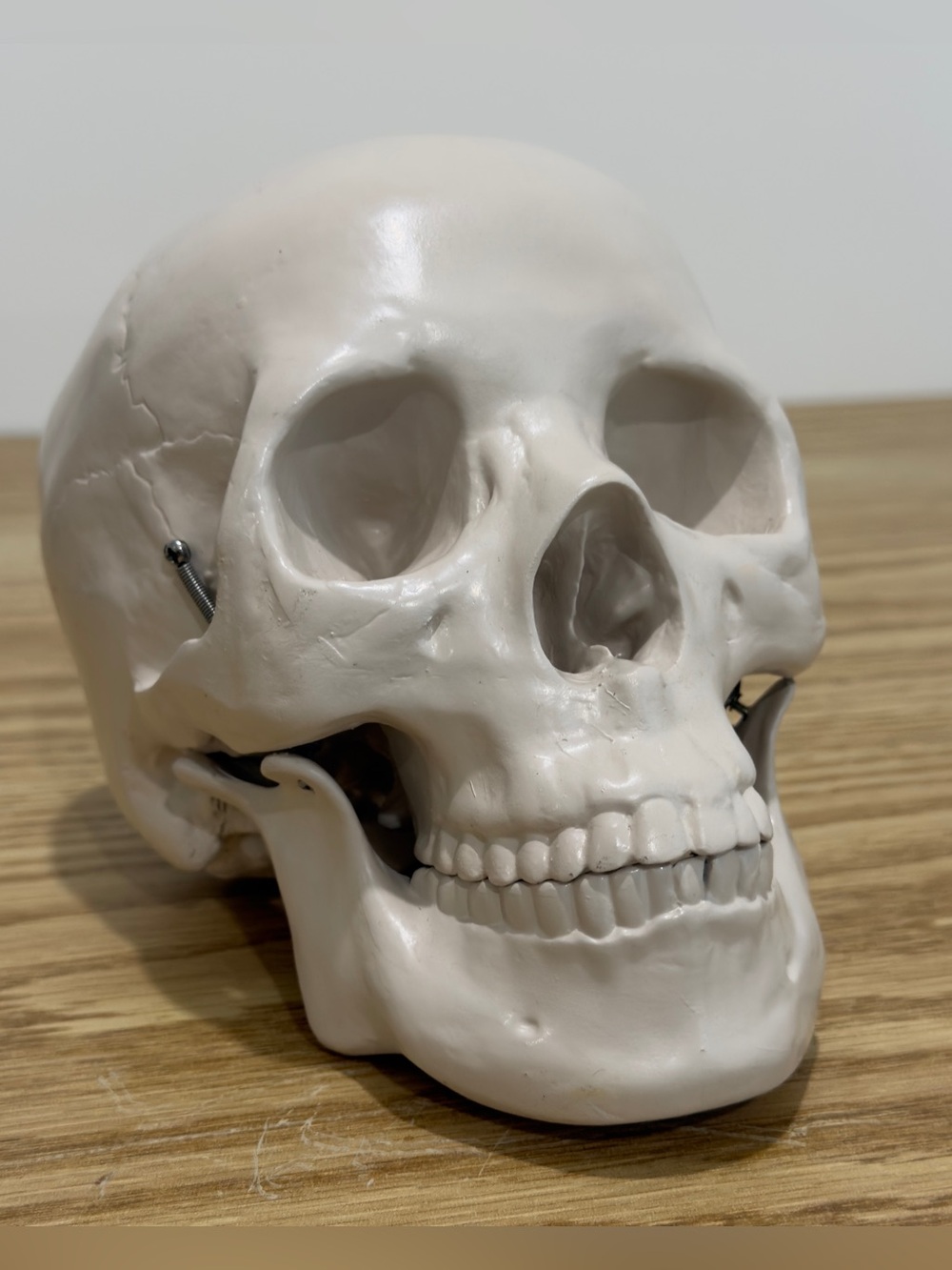 Restoration Hardware Skull Human Life Size Resin Vintage RH Y2K Halloween